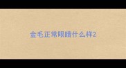 金毛正常眼睛什么样