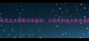 萨摩耶哈士奇混血犬最新培育指南从幼犬到成犬的全周期饲养手册