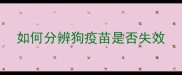 如何分辨狗疫苗是否失效