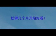 松狮几个月开始好看