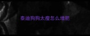 泰迪狗狗太瘦怎么增肥