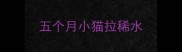 五个月小猫拉稀水