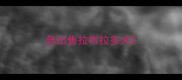 急出售拉布拉多犬