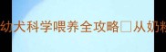 新手必看2个月大幼犬科学喂养全攻略从奶粉到辅食的完整指南