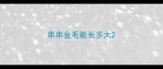 串串金毛能长多大