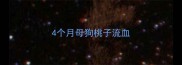 4个月母狗桃子流血