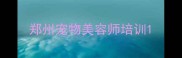 郑州宠物美容师培训
