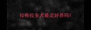 拉布拉多犬最近好养吗