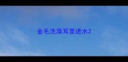 金毛洗澡耳里进水