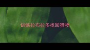 训练拉布拉多找回猎物