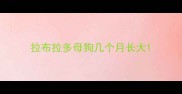 拉布拉多母狗几个月长大