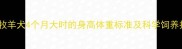 边境牧羊犬4个月大时的身高体重标准及科学饲养指南