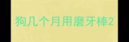狗几个月用磨牙棒