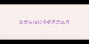 幼犬拉布拉多冬天怎么养