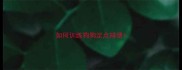 如何训练狗狗定点排便
