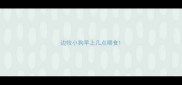 边牧小狗早上几点喂食