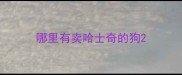 哪里有卖哈士奇的狗