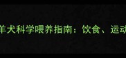 一岁多边境牧羊犬科学喂养指南饮食运动与健康管理全