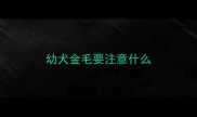 幼犬金毛要注意什么