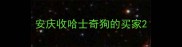 安庆收哈士奇狗的买家