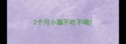 2个月小猫不吃不喝