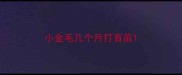 小金毛几个月打育苗