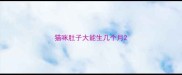 猫咪肚子大能生几个月