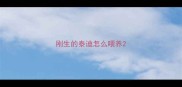 刚生的泰迪怎么喂养