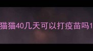 猫猫40几天可以打疫苗吗