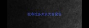 拉布拉多犬长大会变色