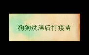 狗狗洗澡后打疫苗