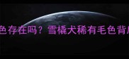 哈士奇纯种白色存在吗雪橇犬稀有毛色背后的科学真相