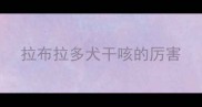 拉布拉多犬干咳的厉害