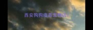 西安狗狗疫苗宠物店