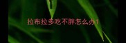 拉布拉多吃不胖怎么办