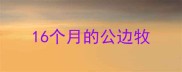 16个月的公边牧