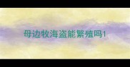 母边牧海盗能繁殖吗