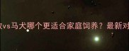 边牧vs马犬哪个更适合家庭饲养最新对比