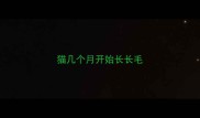 猫几个月开始长长毛