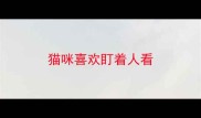 猫咪喜欢盯着人看