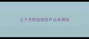 三个月的边牧吃什么长得快
