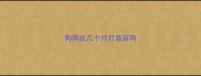 狗狗在几个月打育苗吗