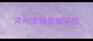 常州宠物美容学校