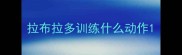 拉布拉多训练什么动作