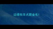 边境牧羊犬跟金毛