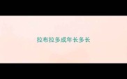 拉布拉多成年长多长