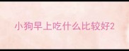 小狗早上吃什么比较好