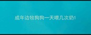 成年边牧狗狗一天喂几次奶