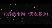 10斤的小狗一天吃多少