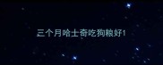 三个月哈士奇吃狗粮好